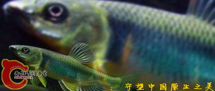 鱲 本_副本_副本.jpg