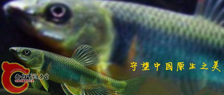 鱲 本_副本_副本_副本.jpg