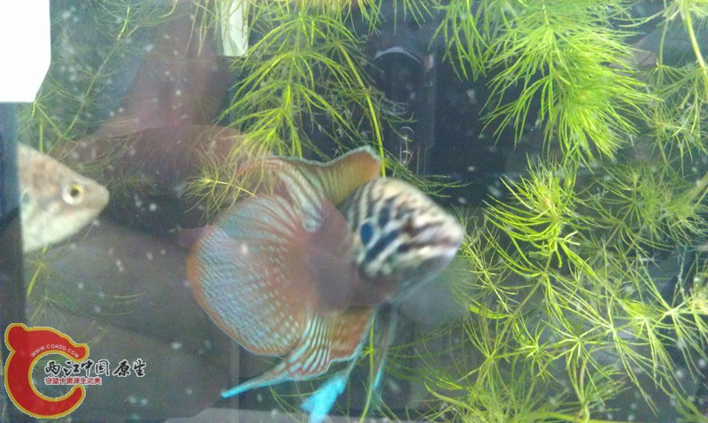 IMAG1190_副本.jpg