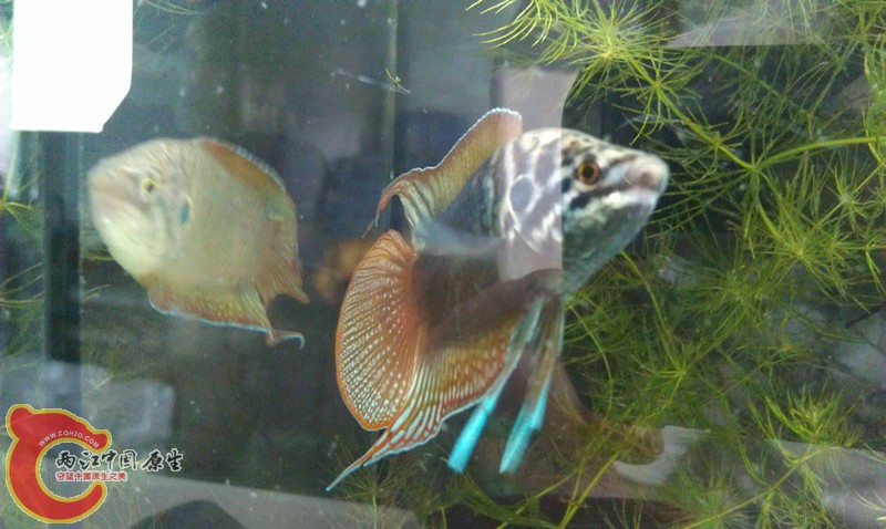 IMAG1279_副本.jpg