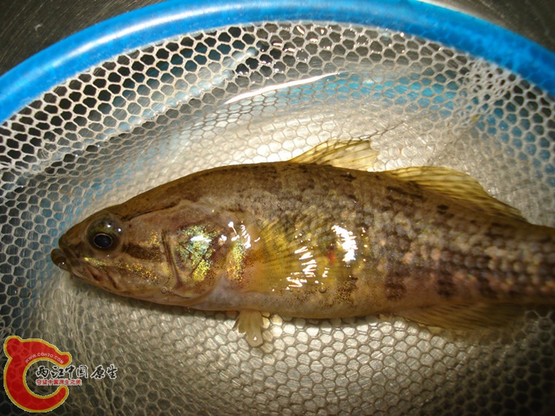 DSC02715_副本.jpg