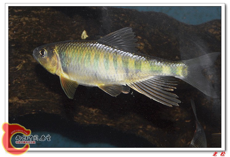 长鳍马口鱼10.jpg
