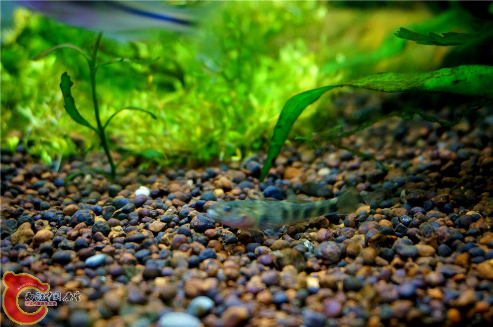 虾虎07.jpg