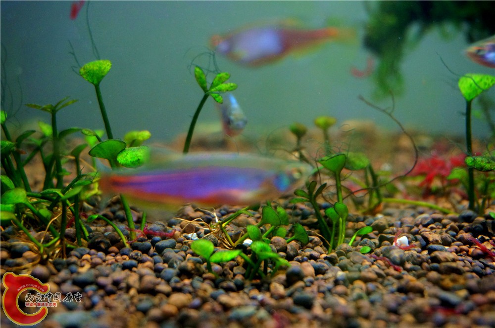 虾虎16.jpg
