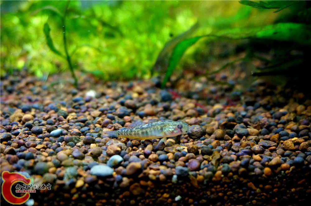 虾虎17.jpg