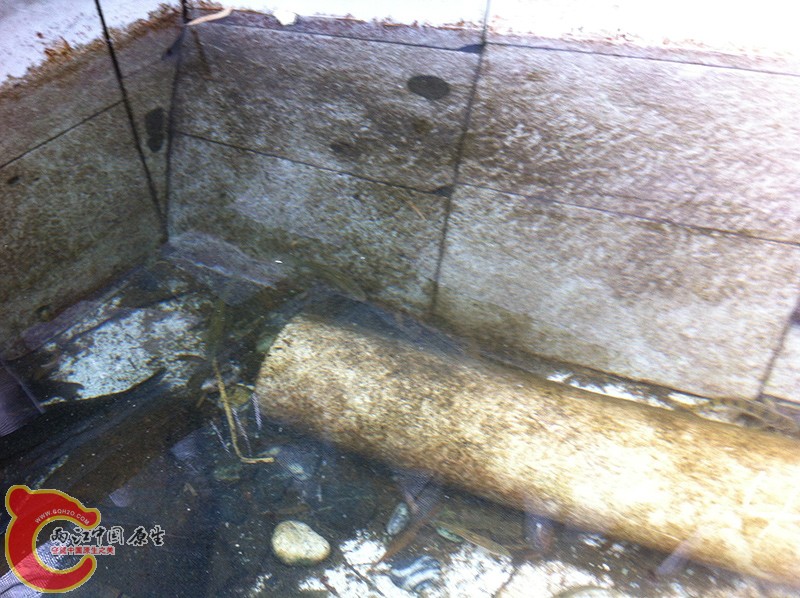 被养在农家的小水池里，难道被炸掉的厄运。