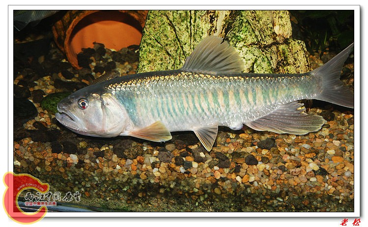 马口鱼2.jpg