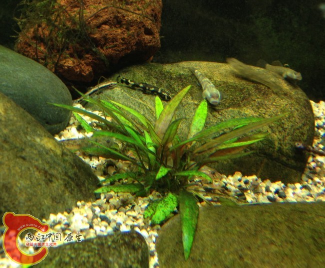 白面虾虎.jpg