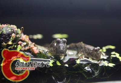 DSC06539_副本_副本.jpg