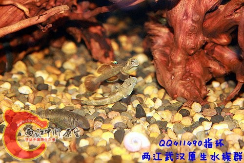 虾虎打斗8.jpg
