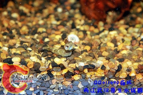 虾虎打斗4.jpg