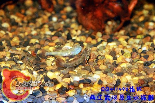 虾虎打斗6.jpg
