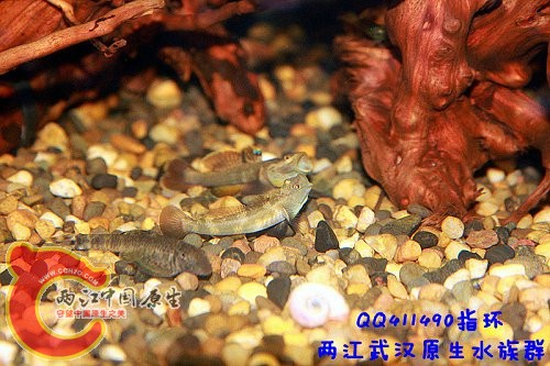 虾虎打斗7.jpg