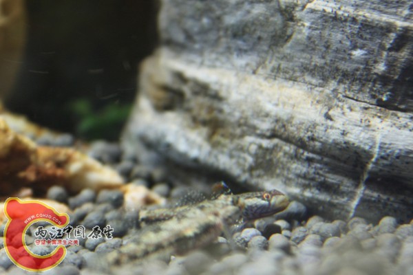 IMG_5135.JPG