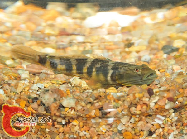 DSC_3551.JPG
