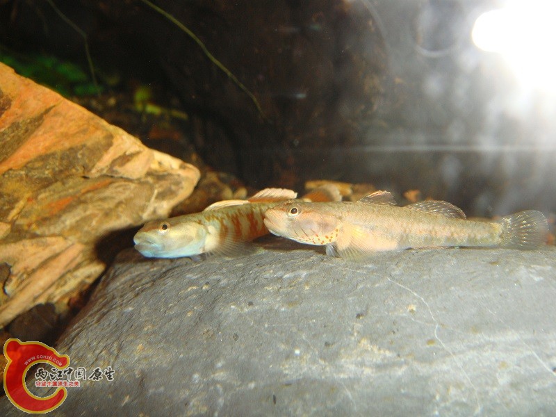 DSC03230.JPG