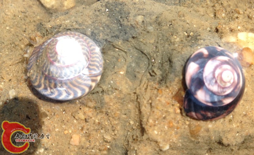 这个螺 当地叫玻璃牛