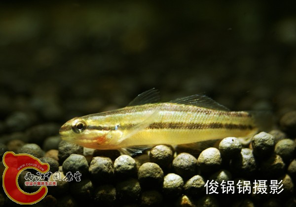 缟纹虾虎.jpg