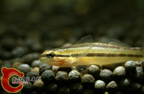 缟纹虾虎1.jpg