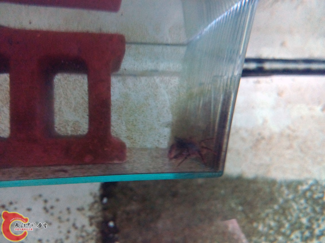 藏在砖头中的小蟹！