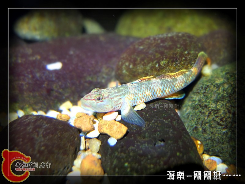 李氏-万泉河_.jpg