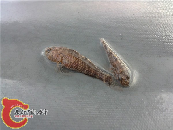 图一，什么吓唬