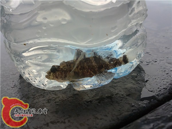 同为图一的吓唬