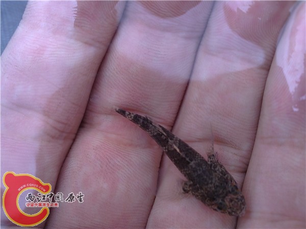 同为图一的吓唬