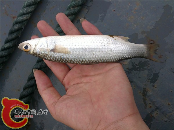 本人乃大手型，请无视……