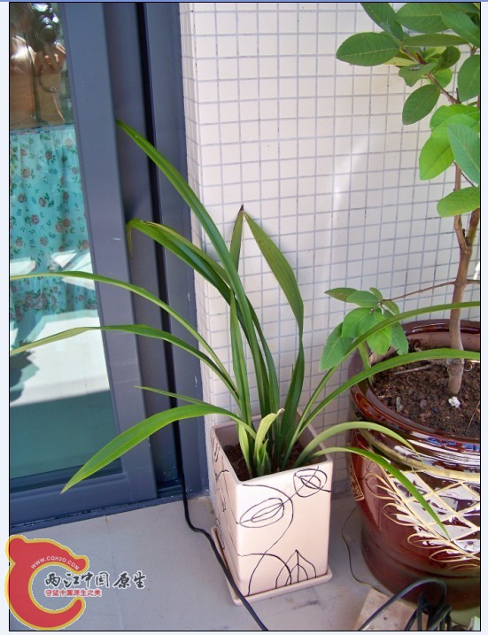 阳台的兰.