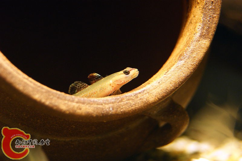 DSC05384_副本.jpg