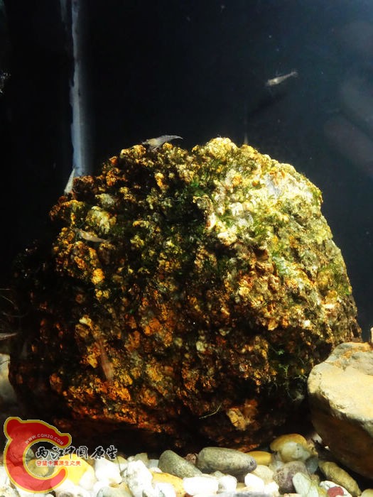 杂缸 (24).jpg