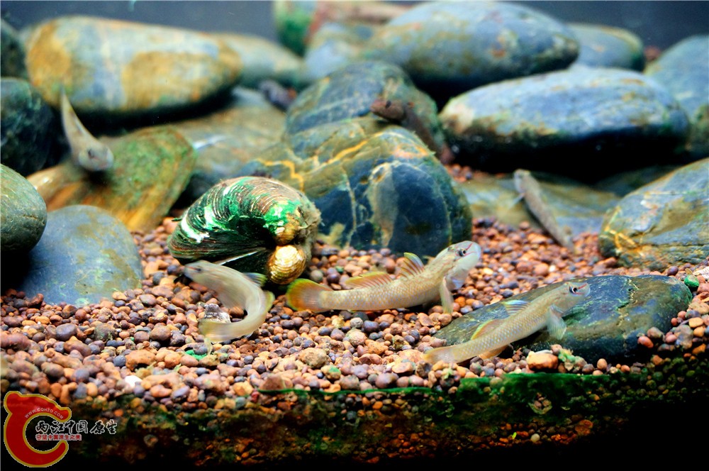 明潭218.jpg