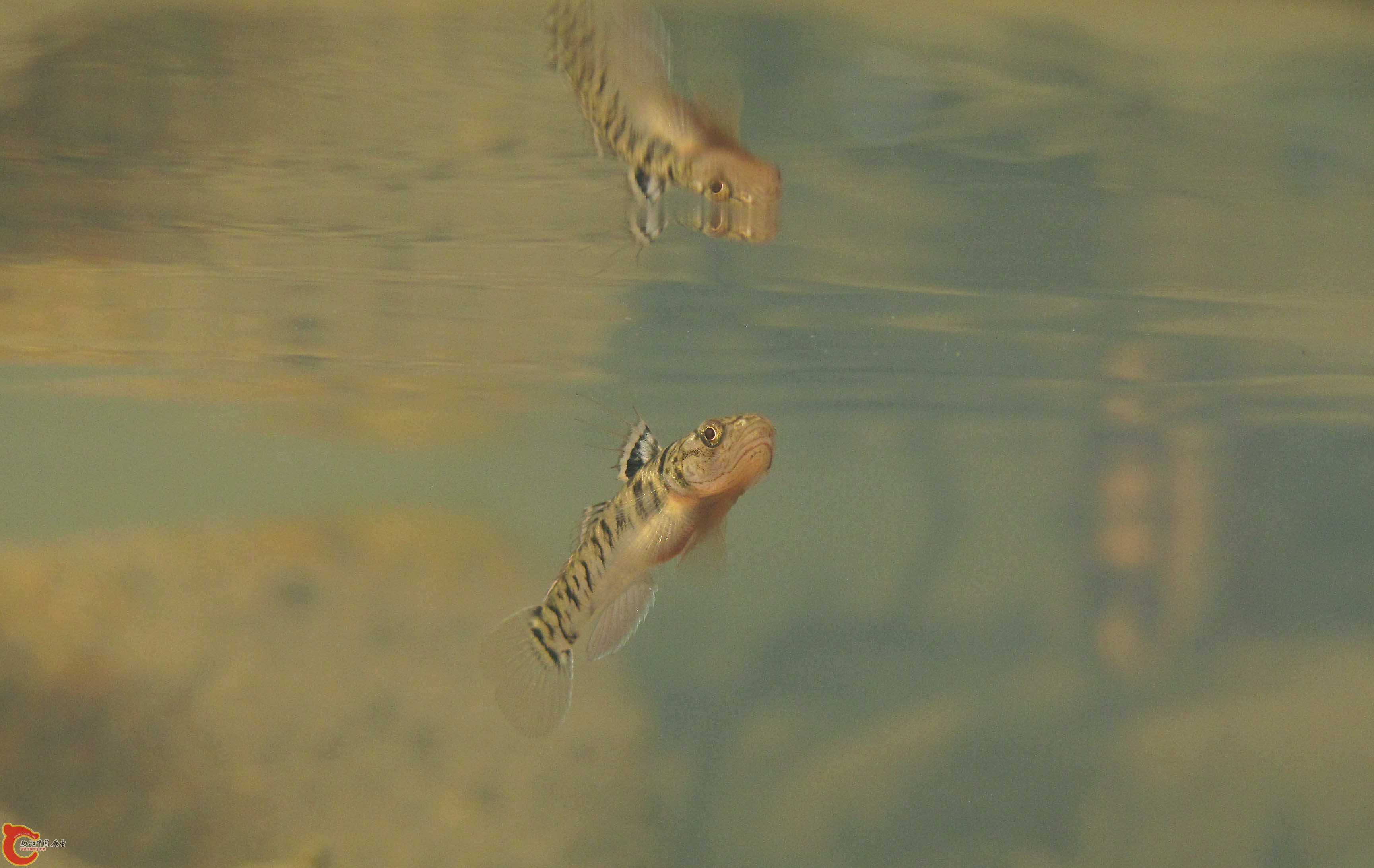 諸氏鯔鰕虎魚 Mugilogobius chulae