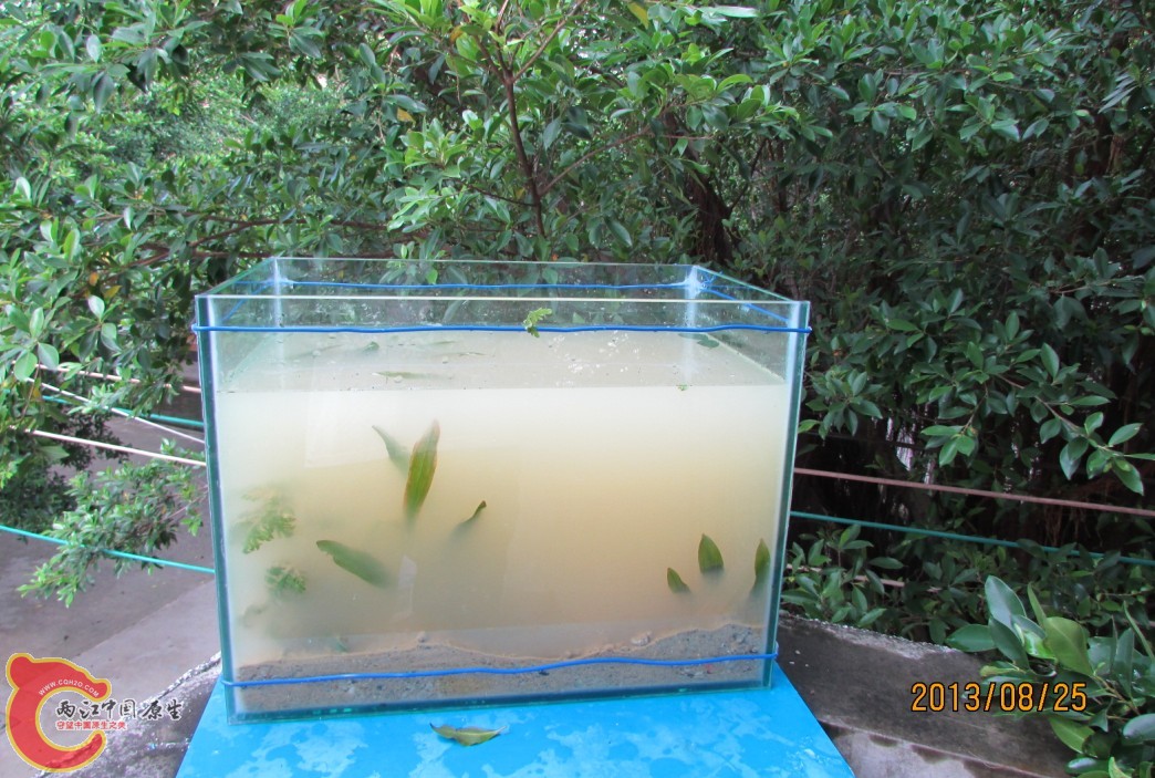 鱼缸试水.jpg