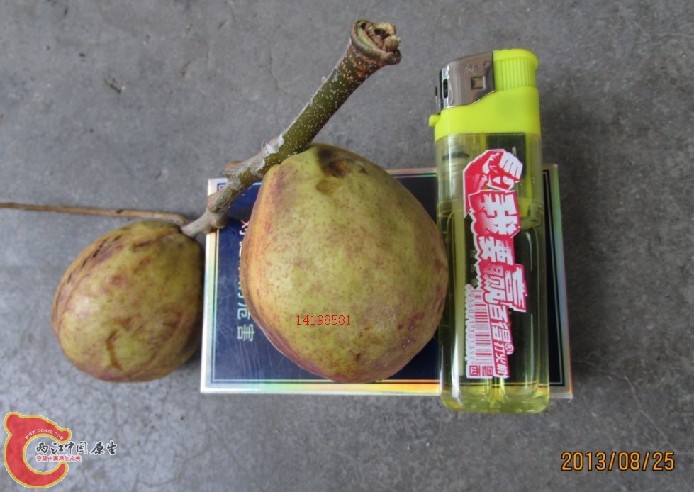 果子与烟合带柄.jpg