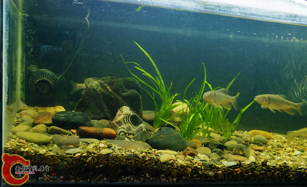 DSCF1596.jpg
