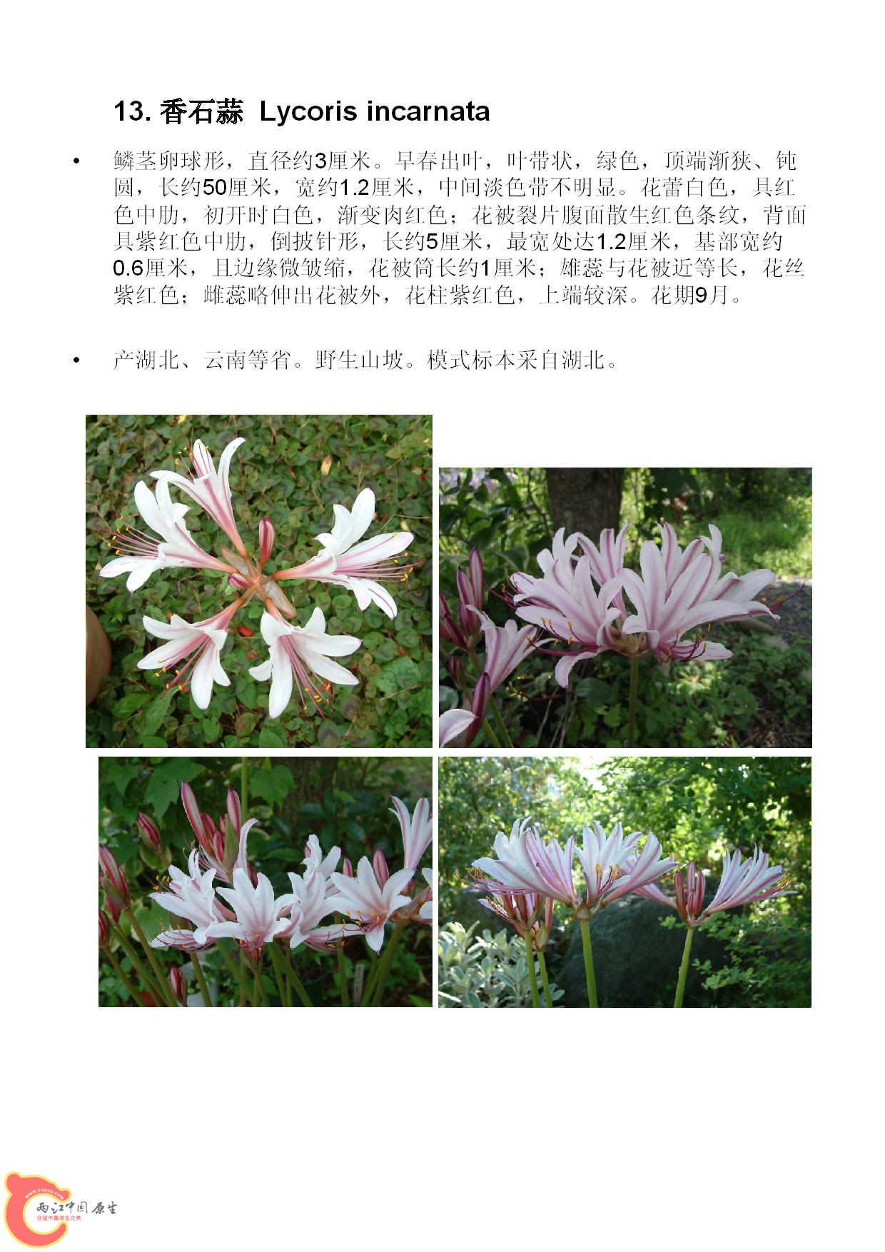 Lycoris 图文版-015_副本.jpg