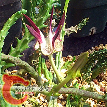 Ceropegia stapeliformis subsp