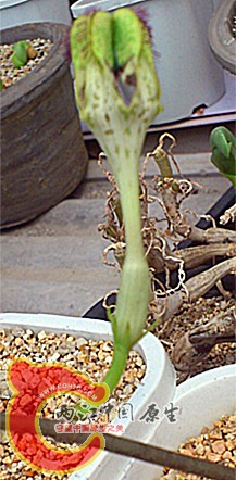 Ceropegia sandersonii-Hybride