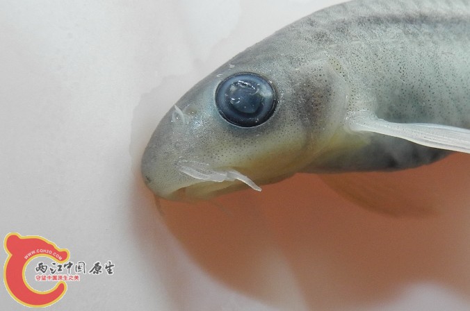 红水鱼标本照，吻部珠心