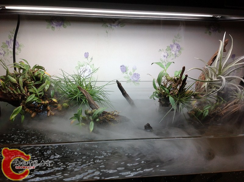 植物
