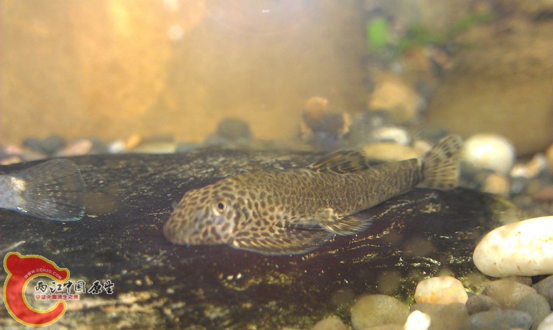 IMAG1049_副本.jpg