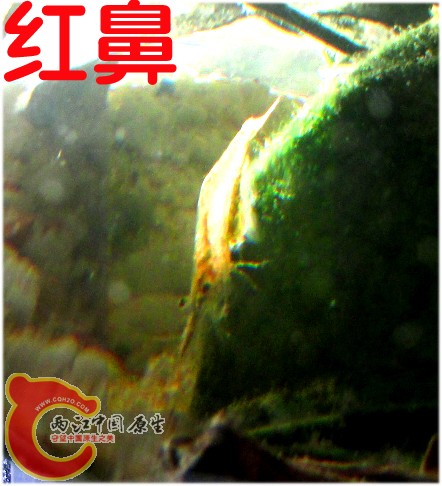 红鼻虾.jpg