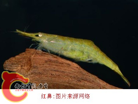 红鼻虾3.jpg
