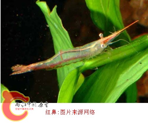 红鼻虾4.jpg