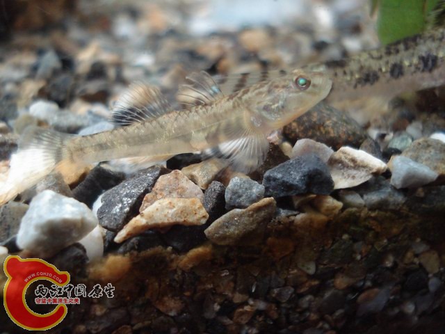 DSC00500.JPG