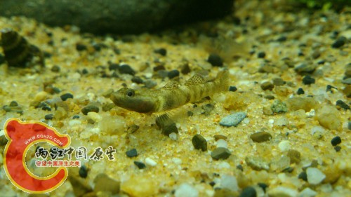 DSC_1012_编辑.jpg