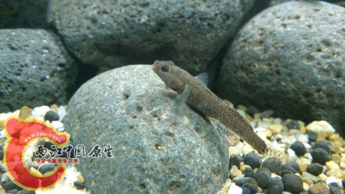 DSC_1013_编辑.jpg