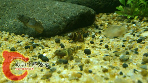 DSC_1015_编辑.jpg